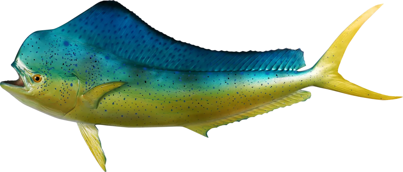 Mahi mahi dolphin fish mount