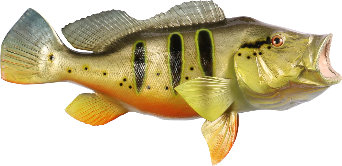 Peacock bass mount