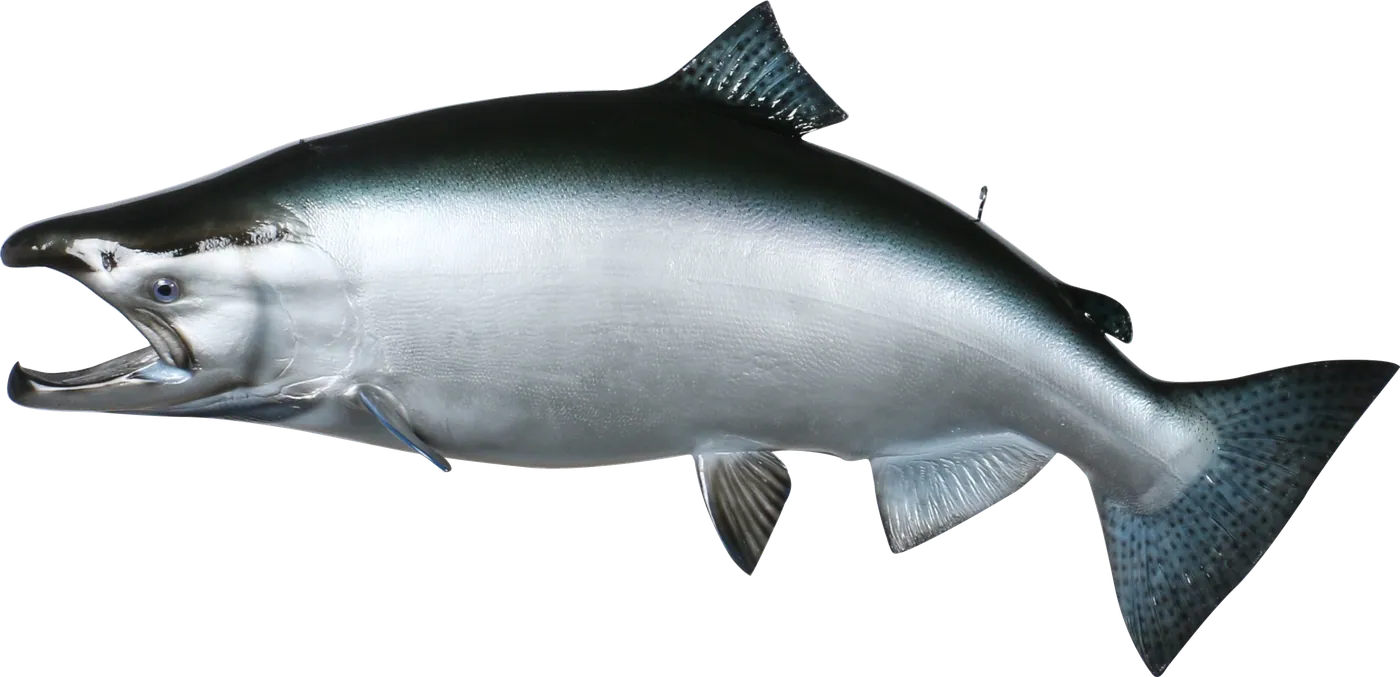 Salmon fibreglass mount