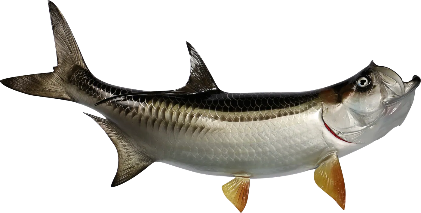 Tarpon fibreglass mount