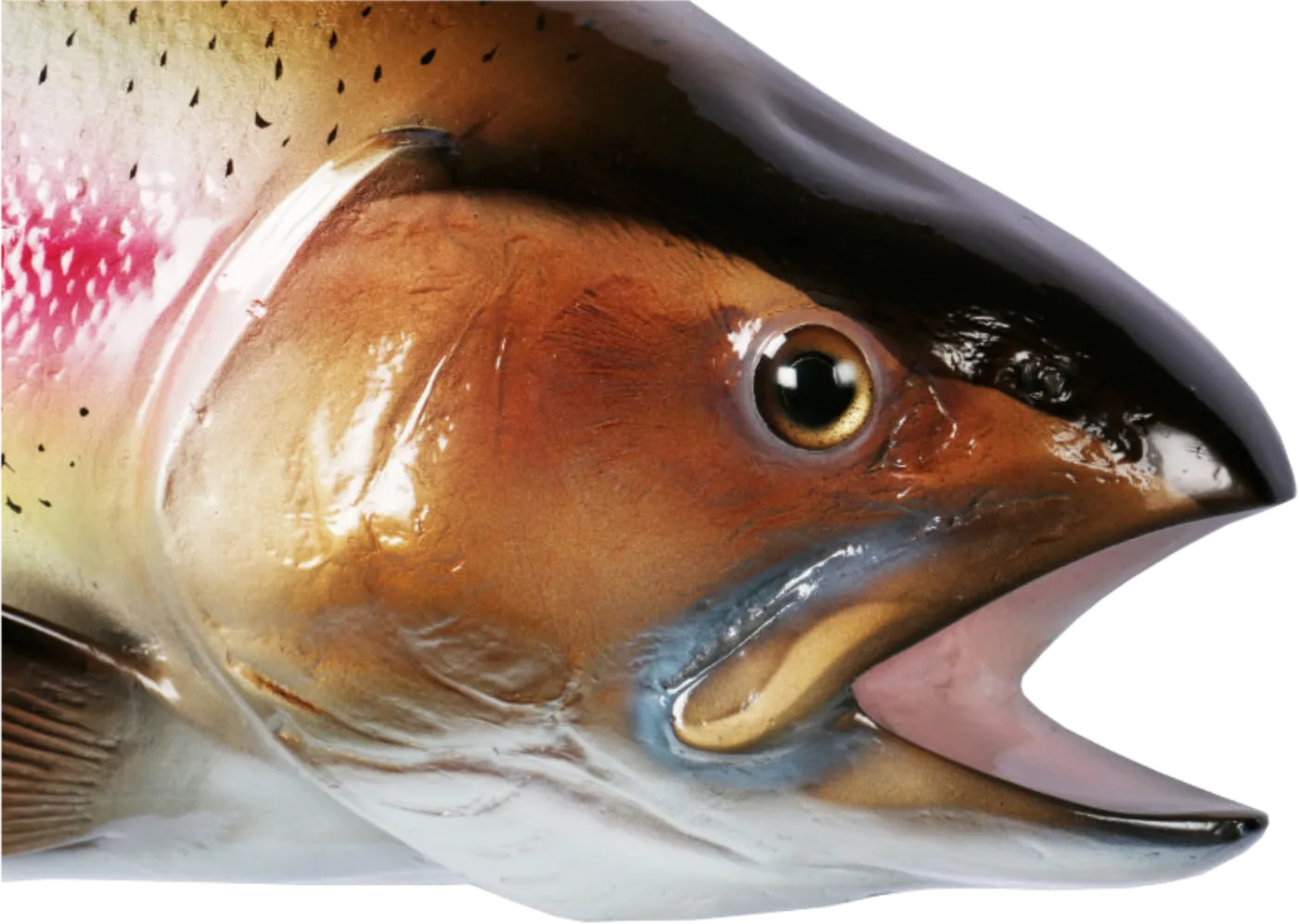 Trout mount spot detail