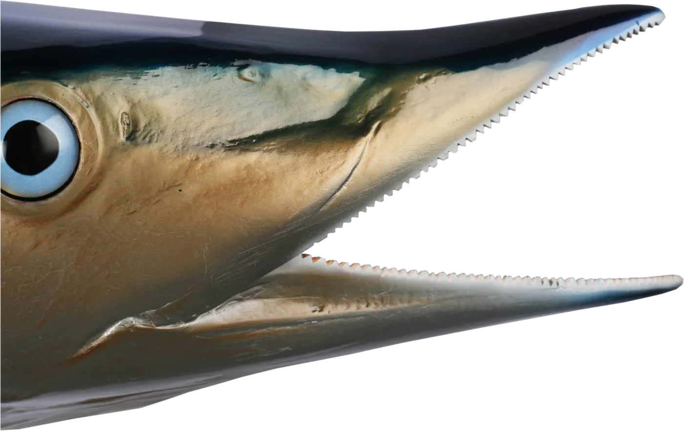 Wahoo mount stripe detail